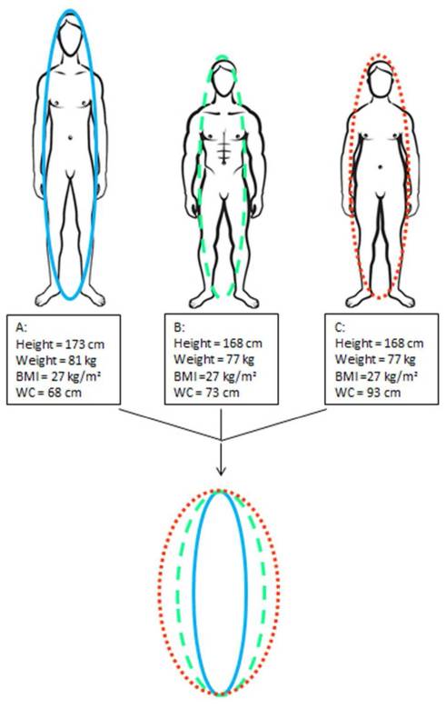 Body Roundness Index (BRI)